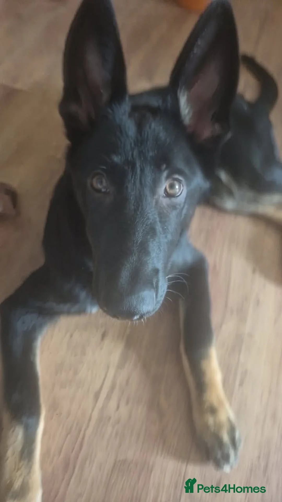 German Shepherd dogs for sale: Stunning German shepherd puppy.friendly& social - Advert 2