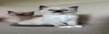 Seal mitted
