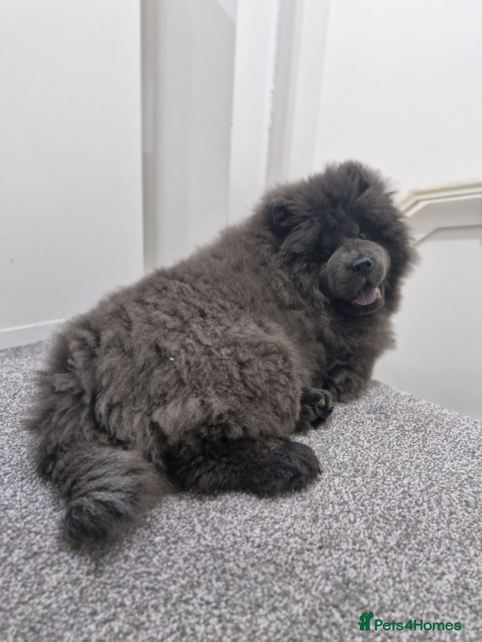 Chow Chow dogs Blue chow chow for sale - Advert 19