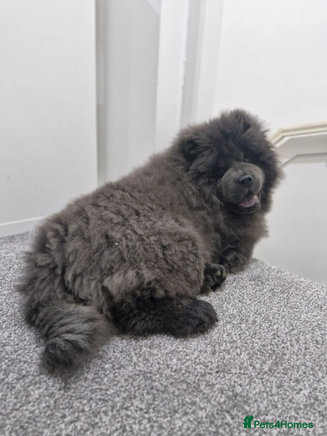Chow Chow dogs for sale: Blue chow chow for sale - Advert 1