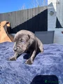 Cane Corso Puppy 2