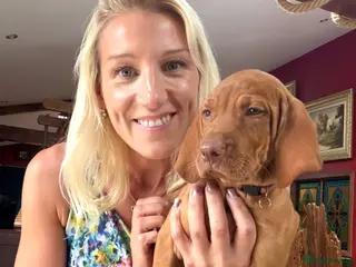 Hungarian Vizsla dogs Vet approved ready to collect.KC Hungarian Vizslas - Advert 5