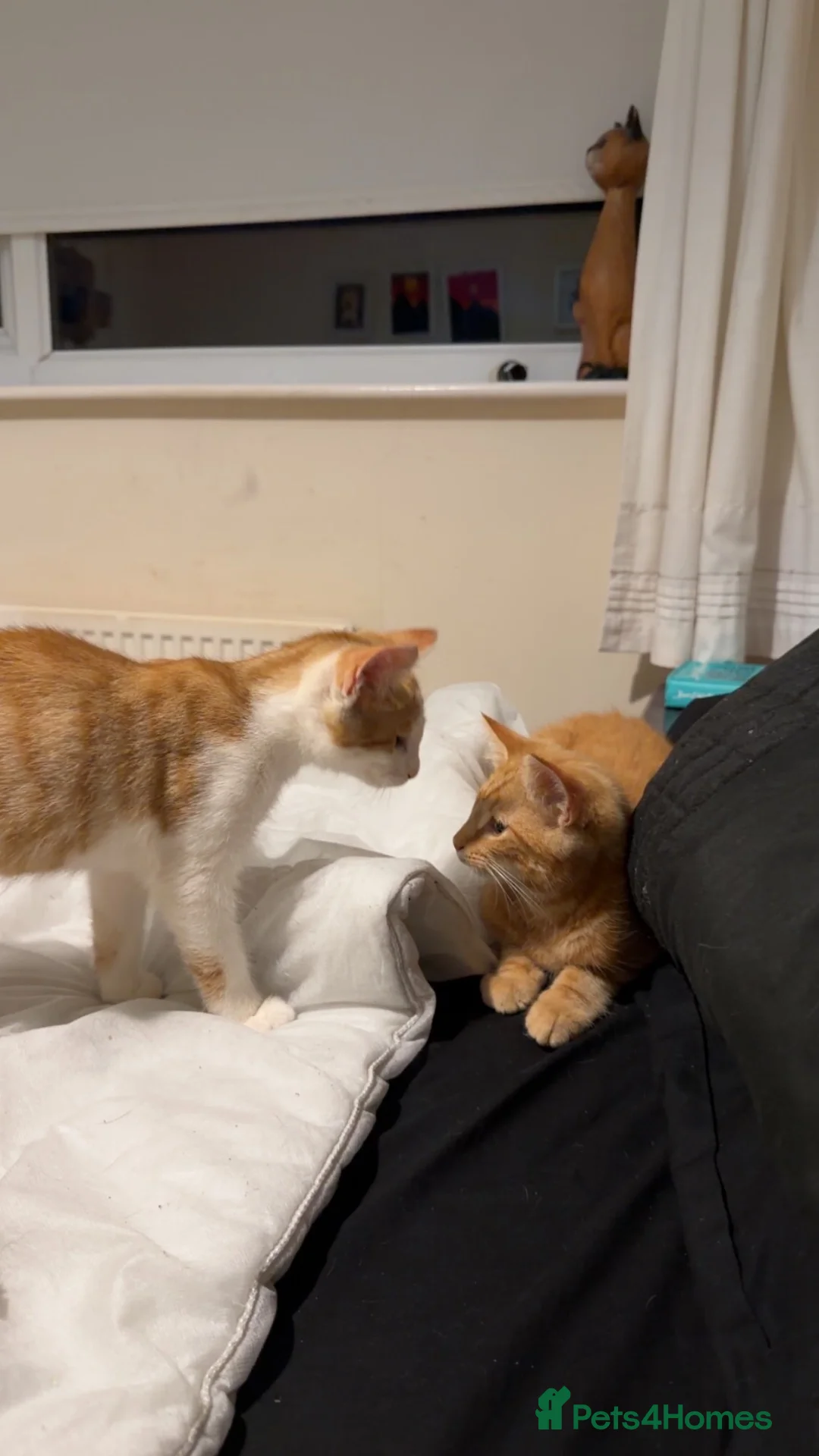 British Shorthair cats for sale: Two very pretty male ginger kittens  - Advert 13