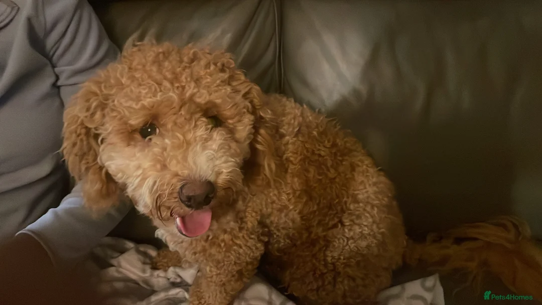 Poochon dogs for sale: Honey – Beautiful Apricot Bichon (1 Year Old) - Advert 4