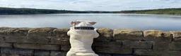 American Bulldog dogs for stud: Very handsome American bulldog for stud  - Advert 11