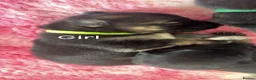 German Shepherd dogs for sale: German shepherd puppies long hair… - Advert 31