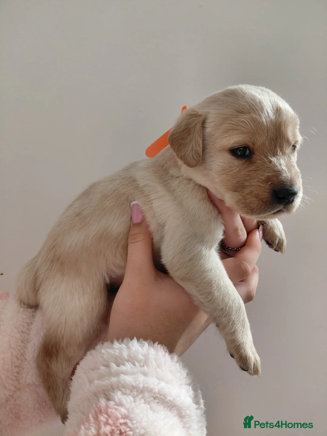 Labrador Retriever dogs for sale: Pure bred labrador puppies - Advert 24