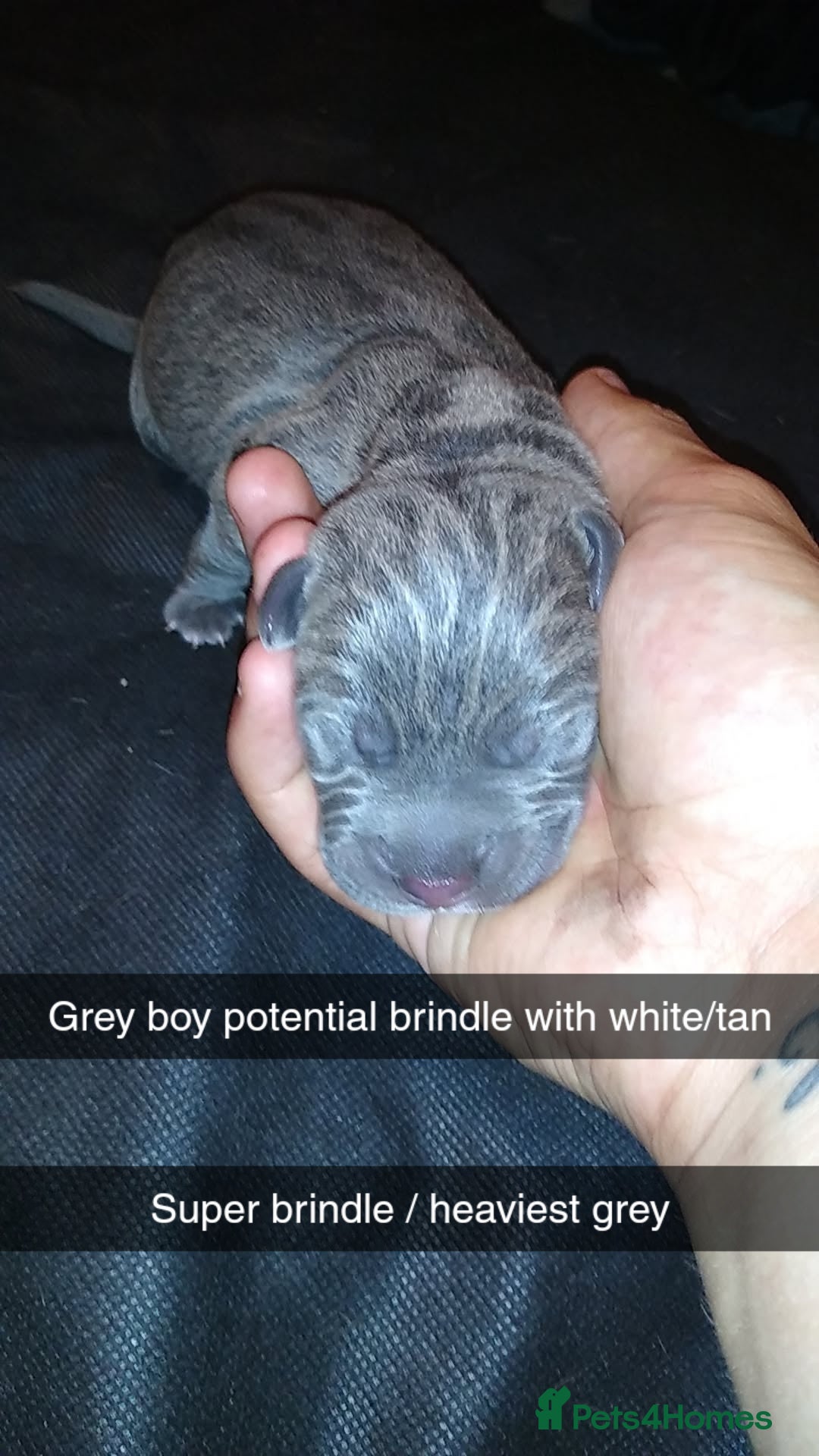 Mixed Breed dogs for sale: Cane Corso x American Bully - Image 5