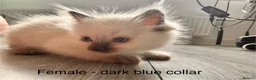 Ragdoll cats for sale: Beautiful Ragdoll Kittens – Ready from 8th July - Advert 7