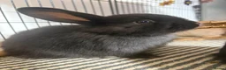 Mini Lop rabbits for sale: X 5 black beautiful fluffy mini lops  - Advert 4