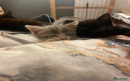 Mixed Breed cats for sale: 3 kittens - Image 19