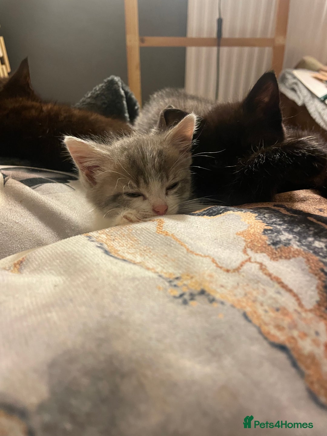 Mixed Breed cats for sale: 3 kittens - Image 19