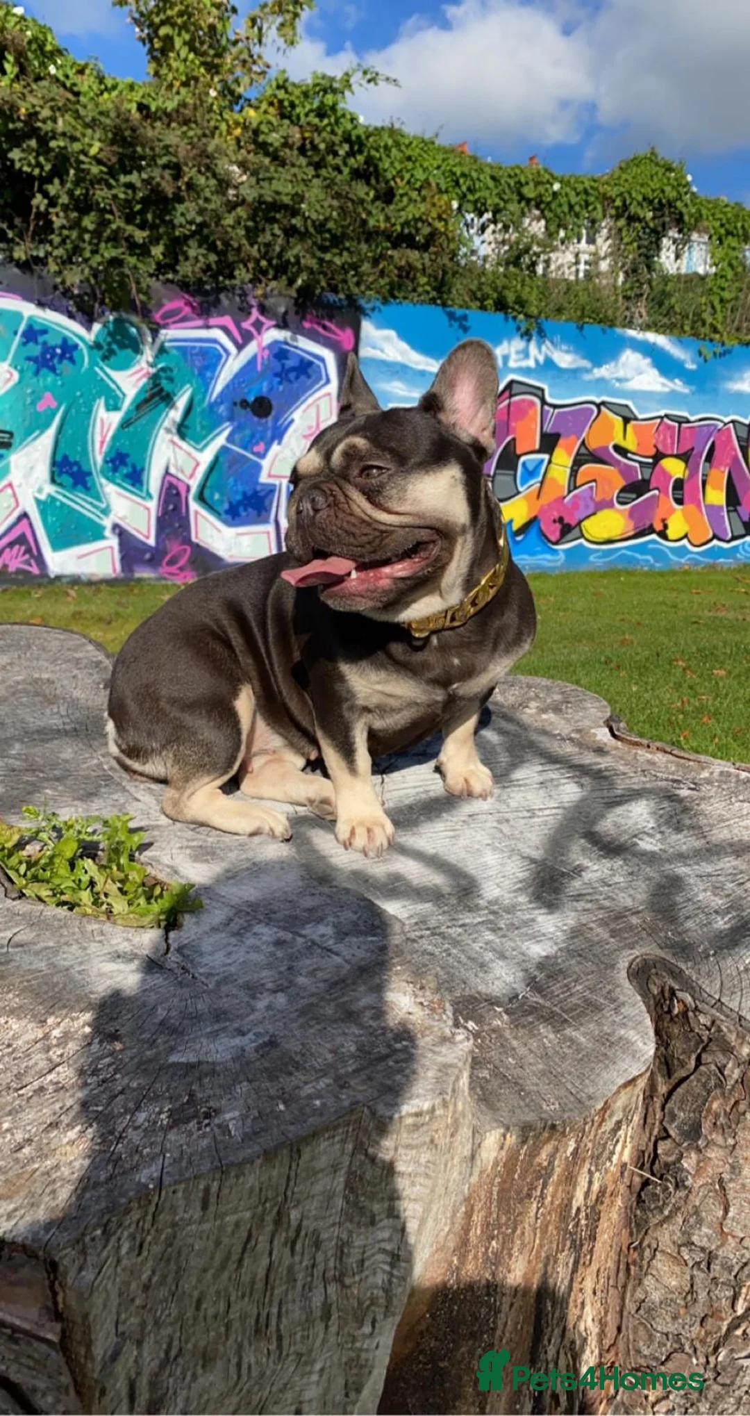 French Bulldog dogs for sale: French Bulldog - Advert 6