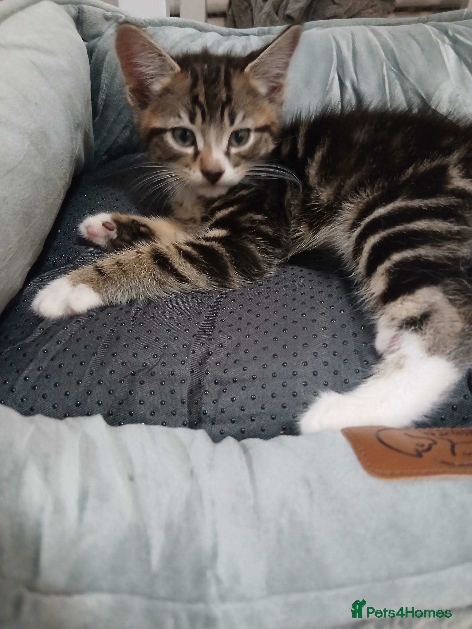 Mixed Breed cats Male tabby kitten  - Advert 1