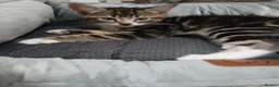 Mixed Breed cats for sale: Male tabby kitten  in Liverpool - Advert 1