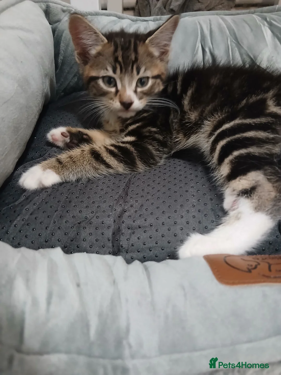 Mixed Breed cats for sale: Male tabby kitten  in Liverpool - Advert 1
