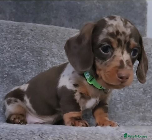 Miniature Dachshund dogs Beautiful Miniature Dachshund Puppies now ready. - Advert 15