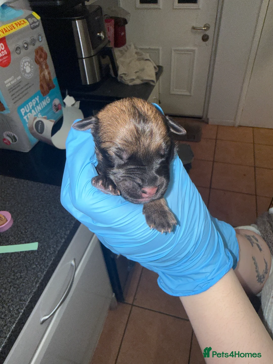 Mixed Breed dogs for sale: 10 puppy’s 6 boys 4 girls ready in 6 weeks  - Advert 6