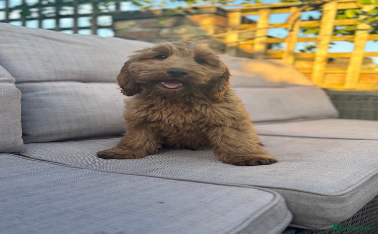 Cockapoo dogs in Market Drayton - Advert 4