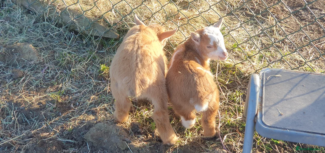 Goats livestock for sale: Lovely pygmy goats 🐐  - Advert 16
