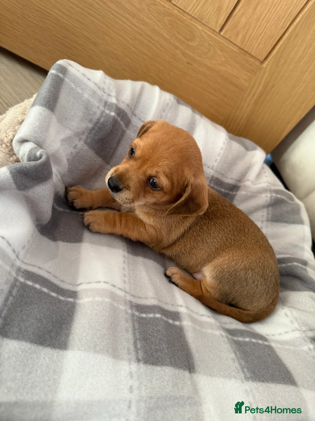 Chiweenie dogs for sale: Beautiful Chiweenie Pups For Sale - Advert 8