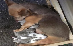 Jack Russell dogs for stud: jack russell stud  - Image 6