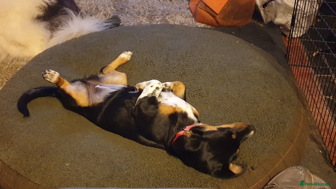 Mixed Breed dogs for adoption: Carli  - Advert 6