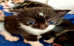 Mixed Breed cats for sale: Sweet Black & White & Tabby Kittens - Image 25