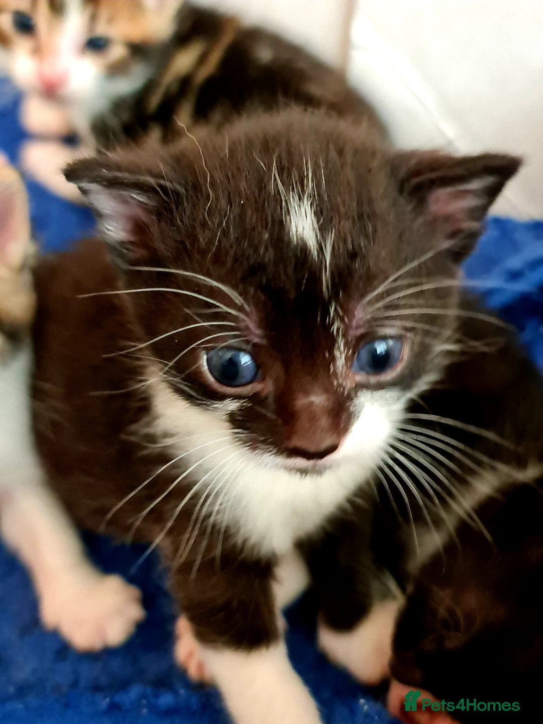 Mixed Breed cats for sale: Sweet Black & White & Tabby Kittens - Image 25