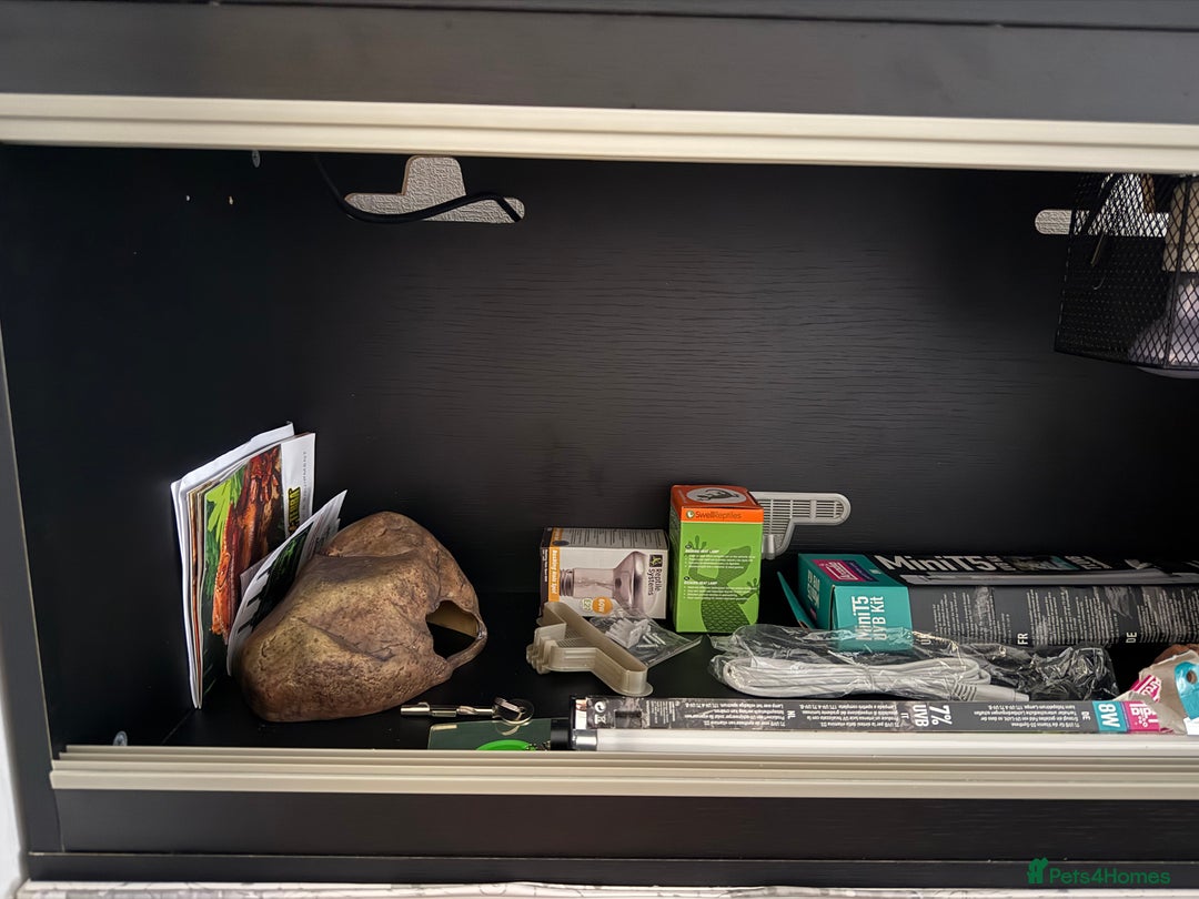 Mixed Breed reptiles for sale: Medium vivexotic vivarium & equipment. - Image 2