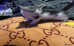 Mixed Breed cats for sale: I’ve been let down and now looking for home - Image 6