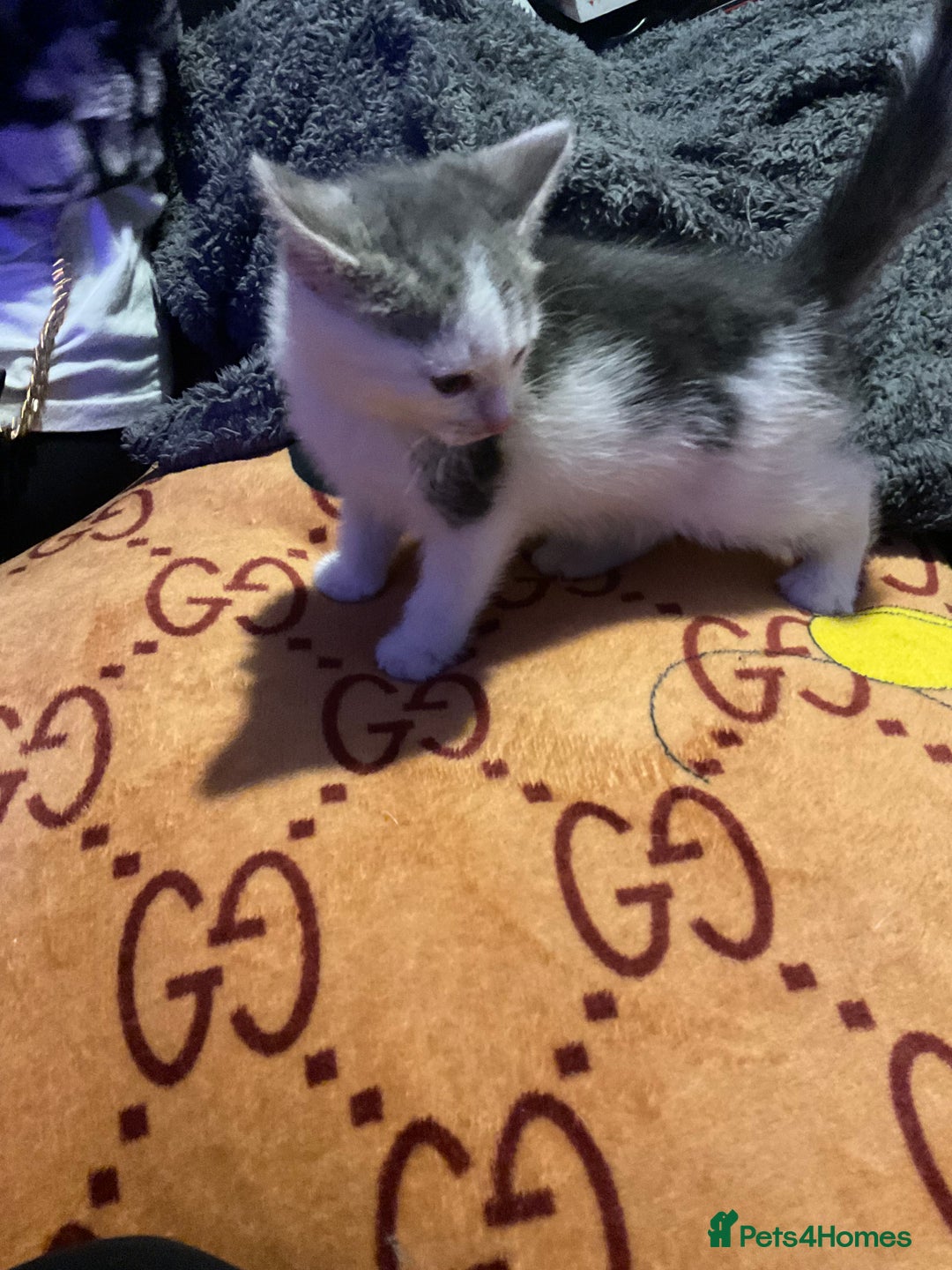Mixed Breed cats for sale: I’ve been let down and now looking for home - Image 6