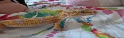 Leopard Gecko reptiles for sale: Leopard geko and viv in Liverpool - Advert 1