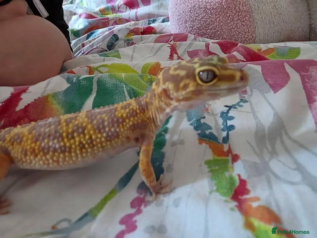 Leopard Gecko reptiles for sale: Leopard geko and viv in Liverpool - Advert 1