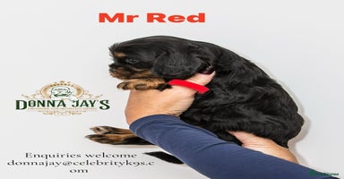 Cavalier King Charles Spaniel dogs Donna Jays old school type cavalier King Charles  - Advert 10