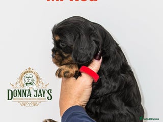 Cavalier King Charles Spaniel dogs - Advert 6
