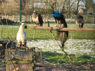 Peafowl poultry 2 young male peacocks - Advert 1