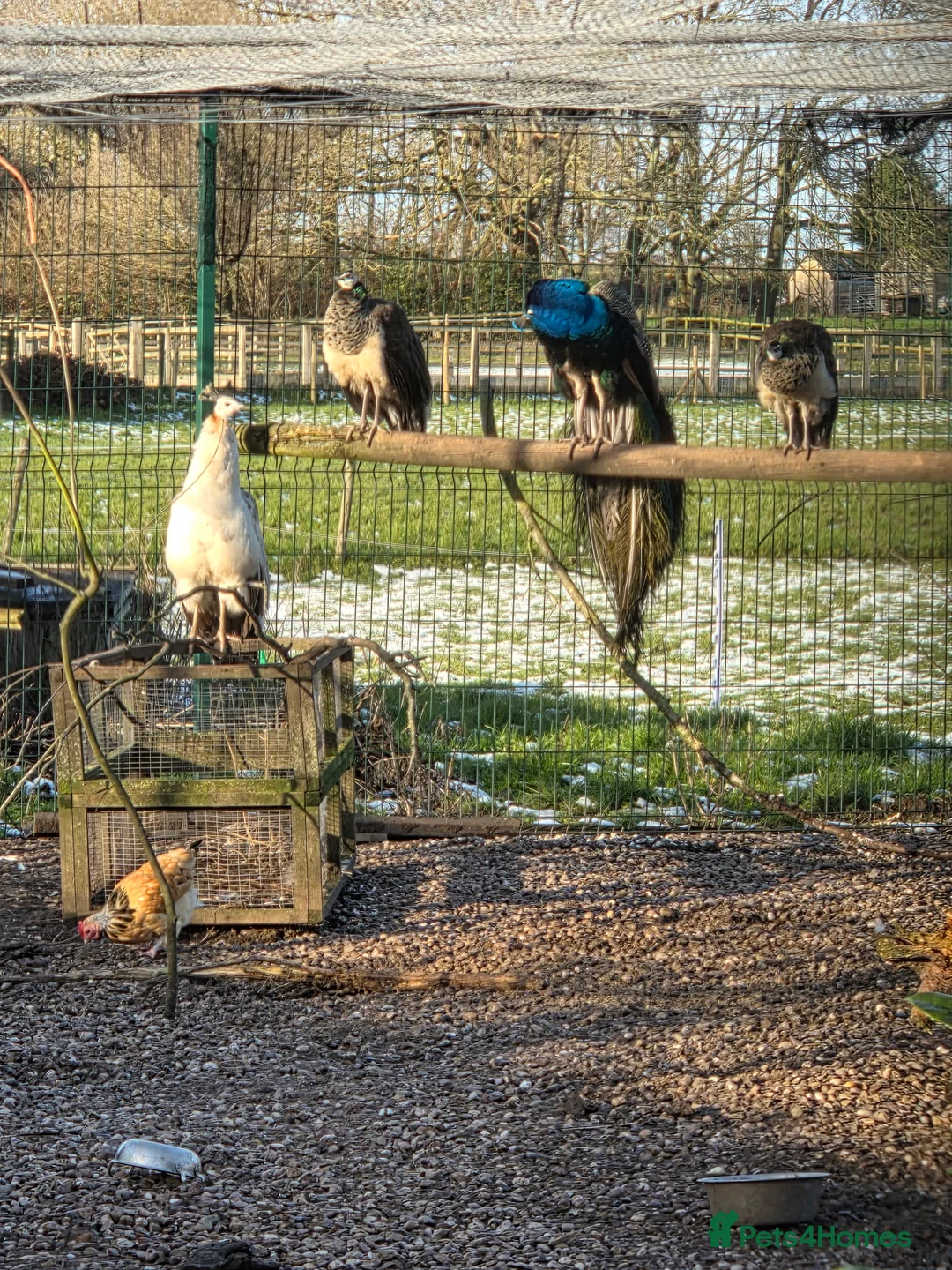 Peafowl poultry for sale: 2 young male peacocks  - Advert 1