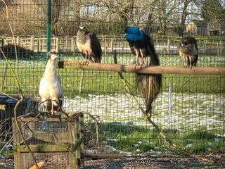 Peafowl poultry 2 young male peacocks - Advert 1