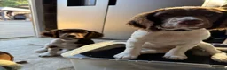English Springer Spaniel dogs for sale: Springer spaniel girl in Hook - Advert 2