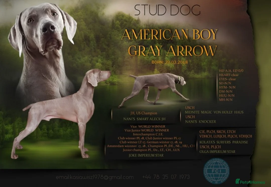 Weimaraner dogs for stud: AMERICAN BOY Gray Arrow - STUD in Edinburgh - Advert 4