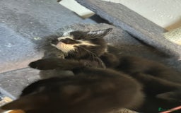 British Shorthair cats for sale: Black kittens  - Image 2