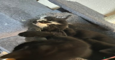 British Shorthair cats - Advert 16