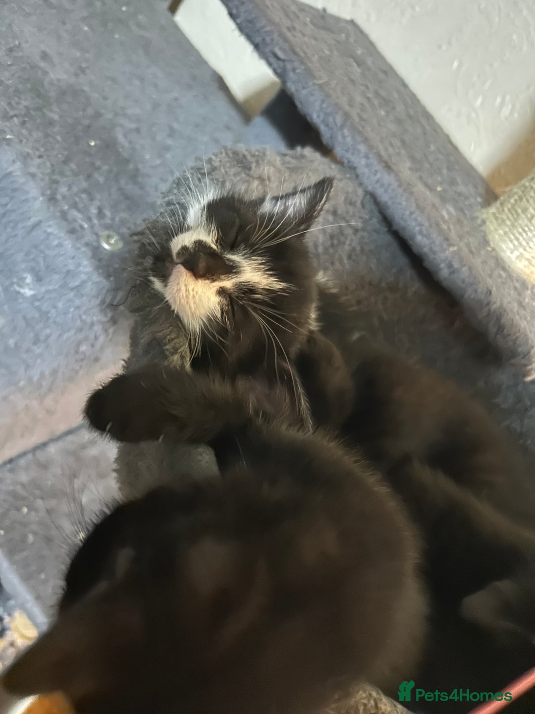 British Shorthair cats for sale: Black kittens  - Image 2