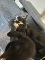 British Shorthair cats - Advert 2