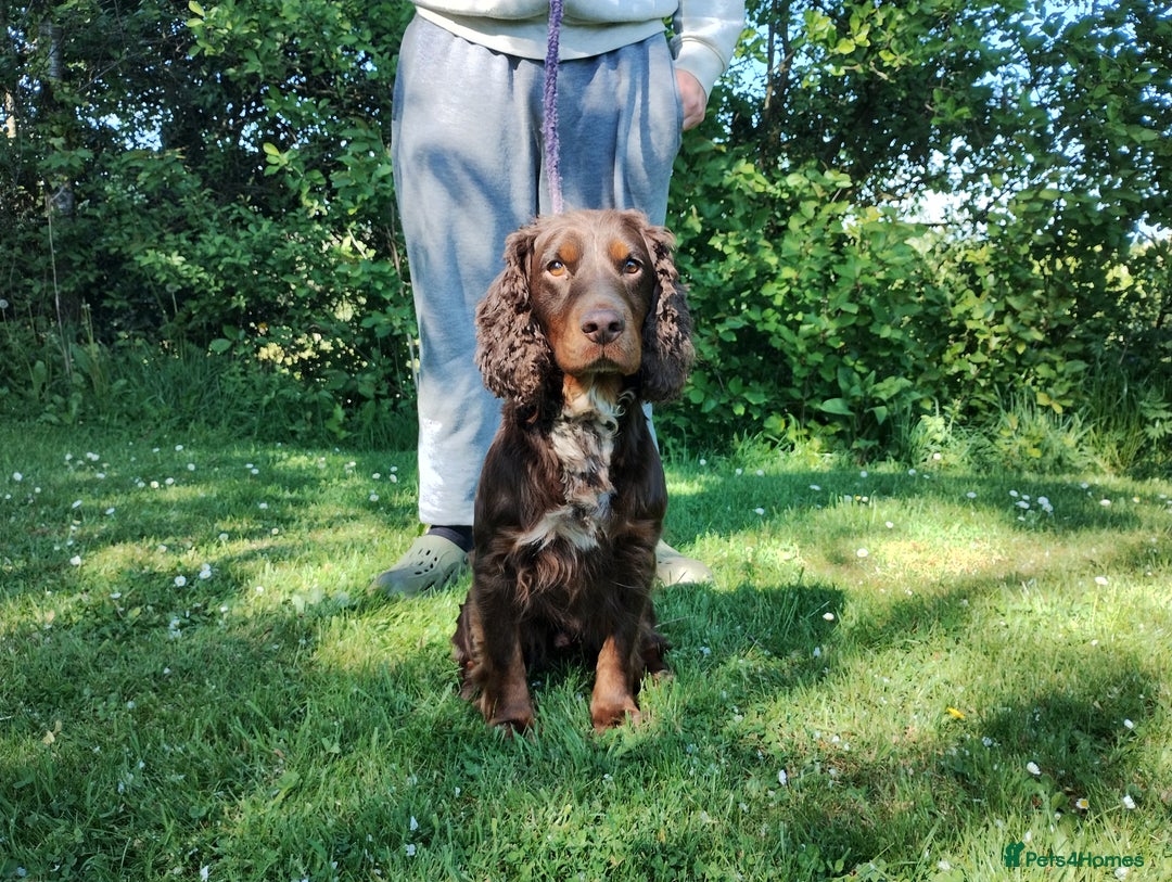 Cocker Spaniel dogs for sale: Cocker Spaniel Puppies - Image 22