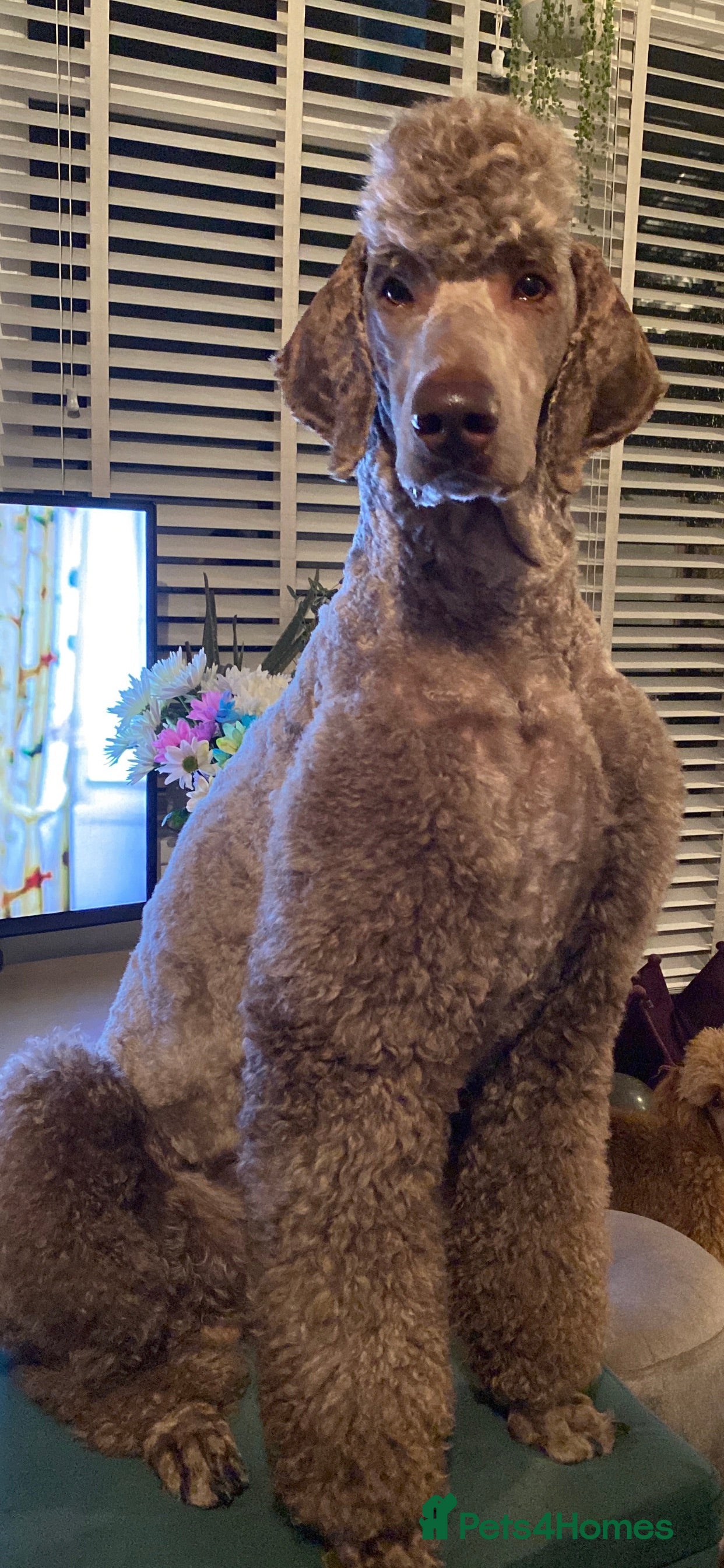 Standard Poodle dogs Champion Proven Gentle Poodle Available for Stud in Swindon - Advert 1