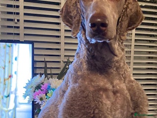 Standard Poodle dogs in Swindon - Advert 9