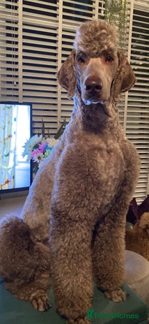 Standard Poodle dogs Champion Proven Gentle Poodle Available for Stud in Swindon - Advert 1