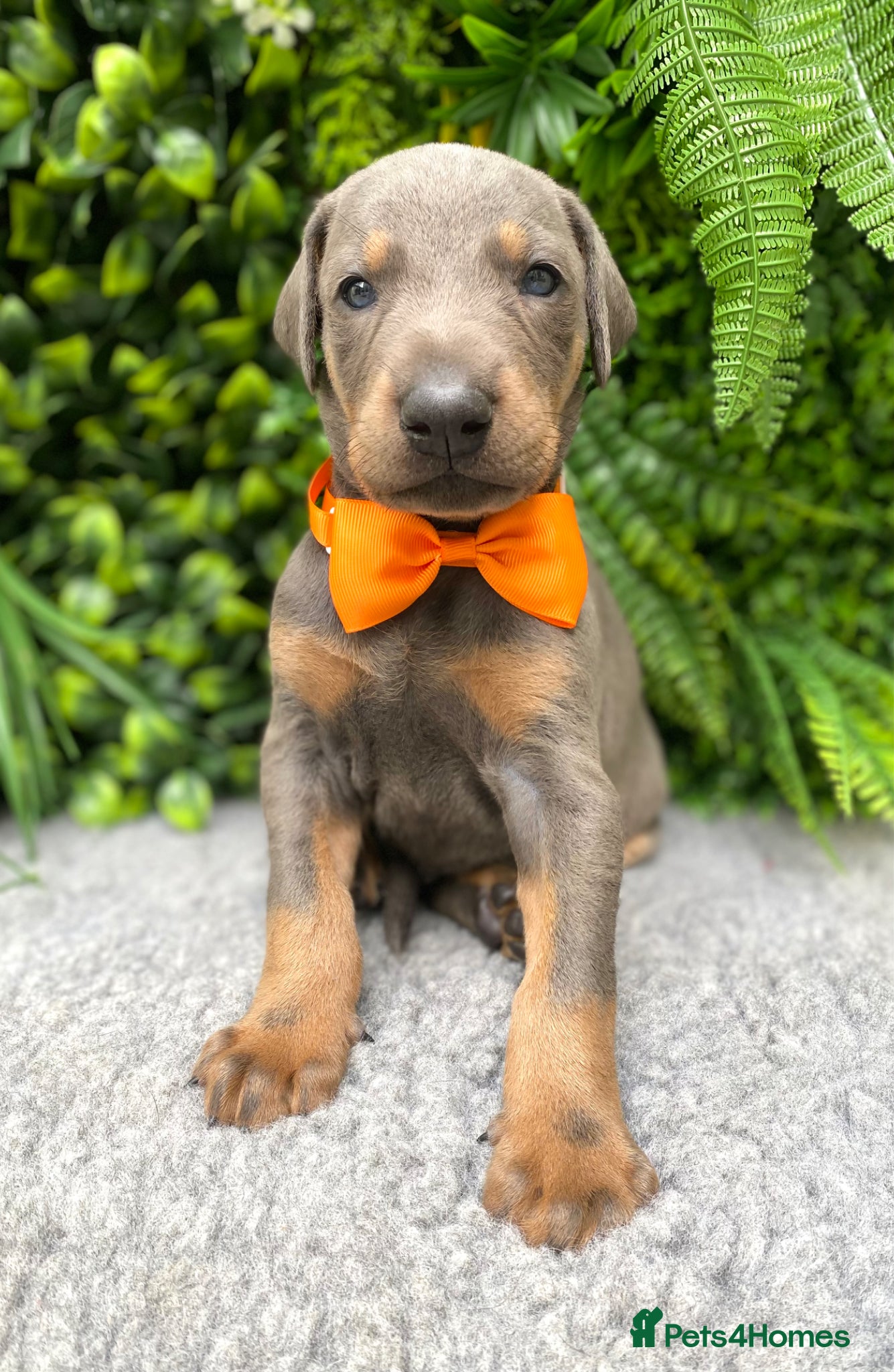 Dobermann dogs *KC REGISTERED* HEALTH TESTED DOBERMAN PUPPIES* - Advert 1